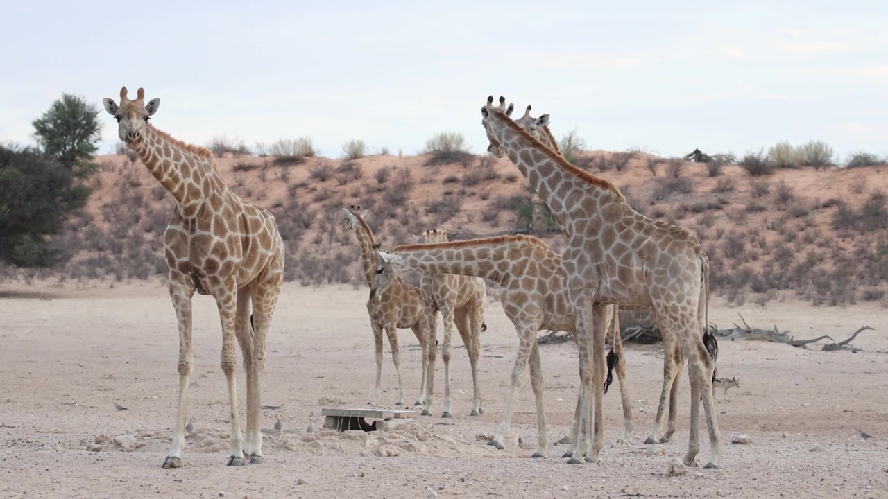 Keskikuva kuudesta kirahvista, mukaan lukien poikaset, seisomassa vesikuopalla ja katselemassa, kun mustaselkäšaakali kävelee ohi taustalla, Kgalagadi Transfrontier Park.