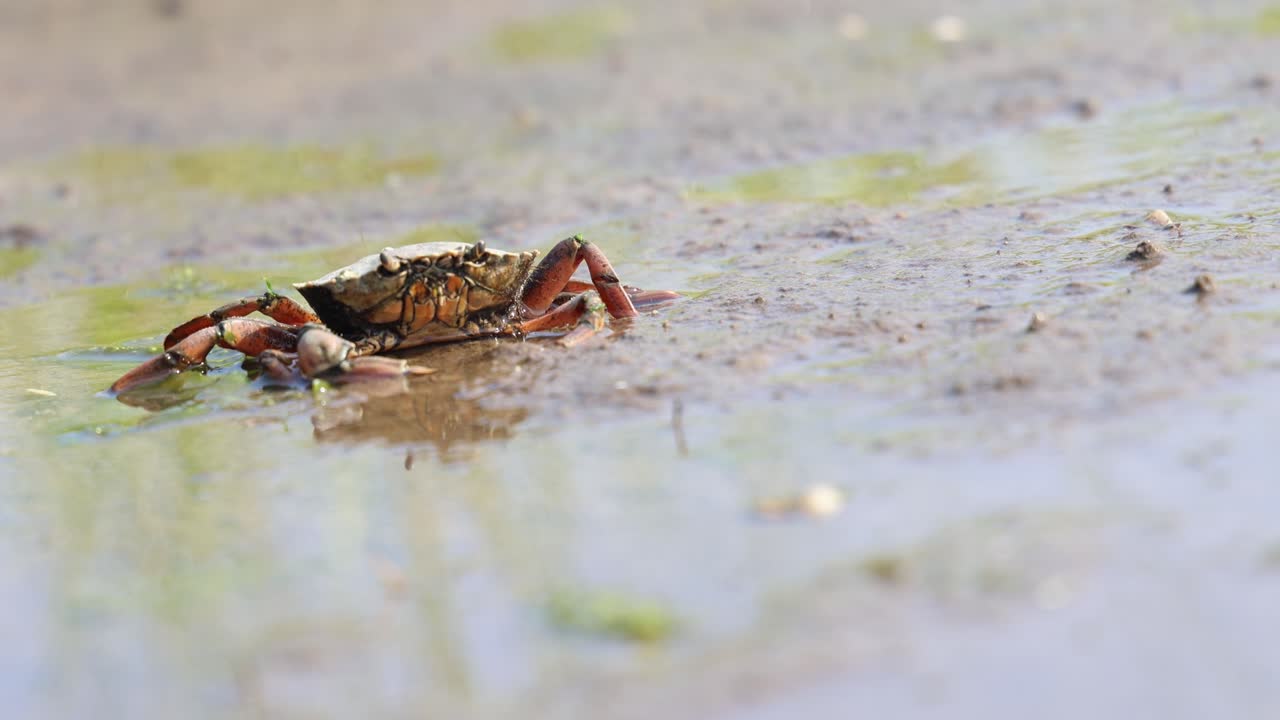 Adult crab on the muddy floor, marine animal portrait