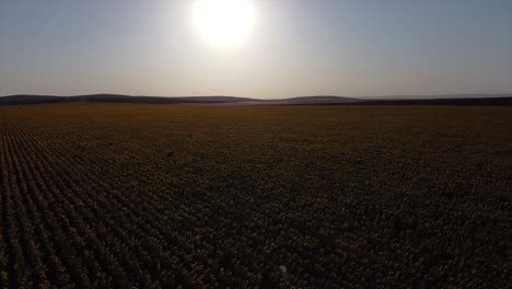 Antena-Que-Representa-Un-Campo-Ilimitado-De-Girasoles-Durante-La-Hora-Del-Atardecer-Con-Poca-Luz