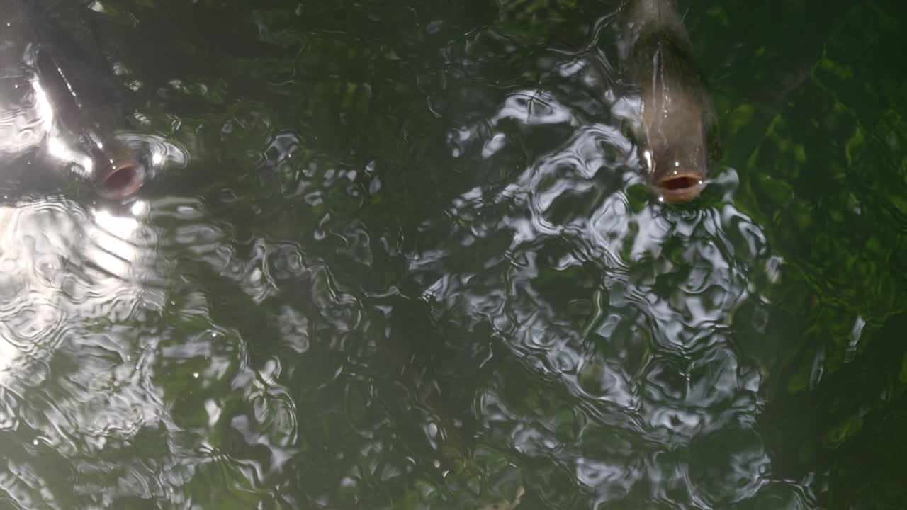 Discover the vibrant life underwater as fish interact in a serene lake setting showcasing nature's beauty.