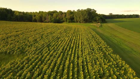 low fly over a green and yellow sunflower field during sunset