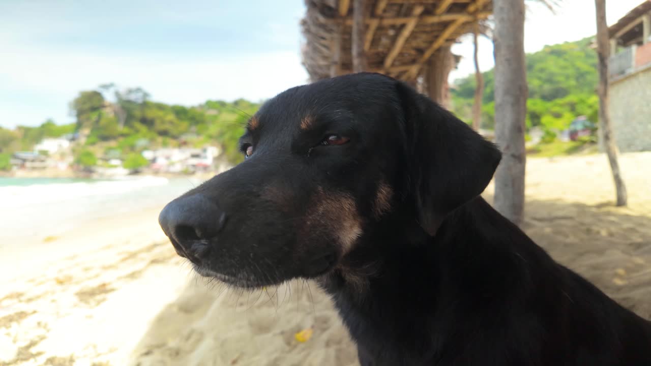 A black dog sitting on a sandy beach, close-up of the head with a blurred background.