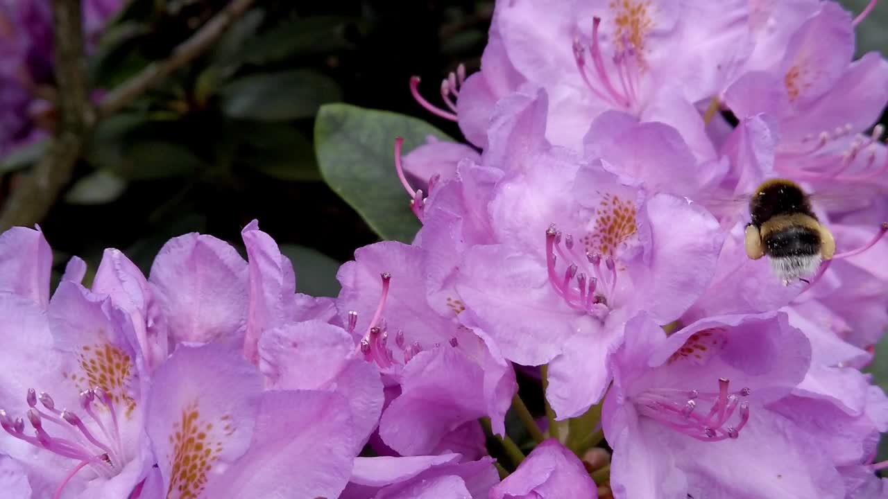 abejorro volando alrededor de flores violetas rosadas, primer plano, cámara lenta