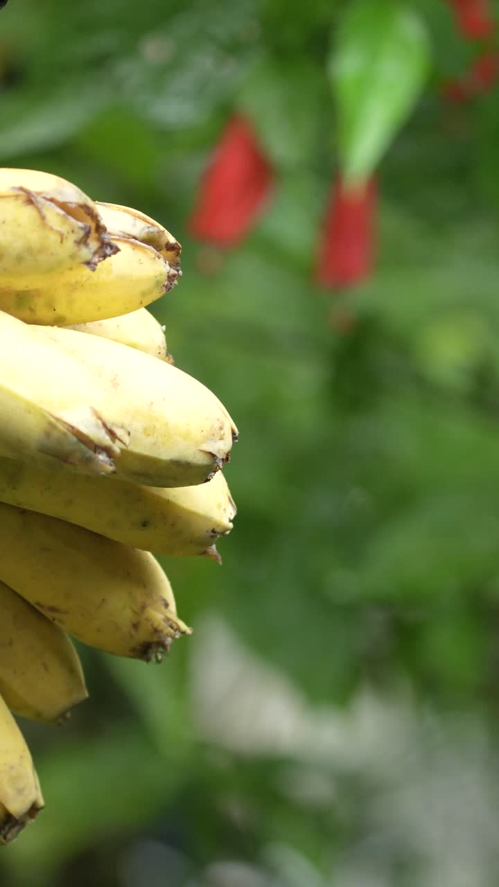 orange bellied flower birds perched on a bunch of ripe bananas, pecking at the fruit for nourishment