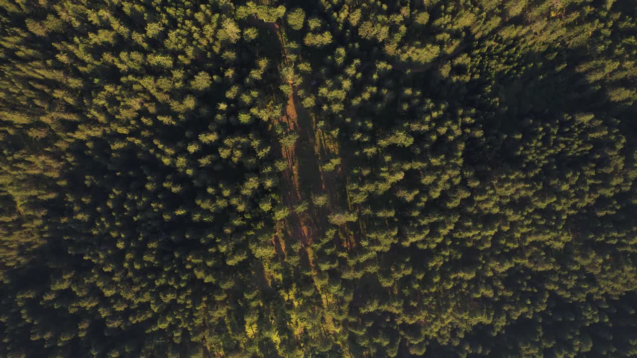 Top-down view of endless pine forest at twilight, pure essence of mountain nature in its serene beauty