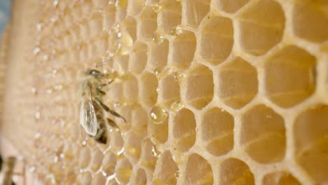 Honeybee on Honeycomb
