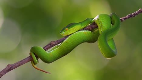 la víbora de labios blancos es una víbora venenosa endémica del sudeste asiático y a menudo se encuentra durante la noche esperando en una rama o rama de un árbol cerca de un cuerpo de agua con muchos alimentos