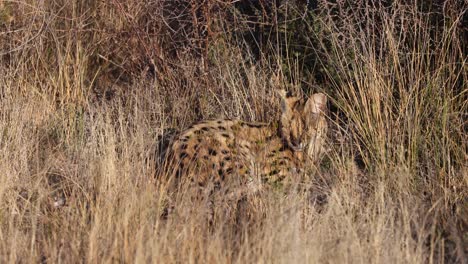 medium size serval cat enjoys camouflage nap in tall savanna grass