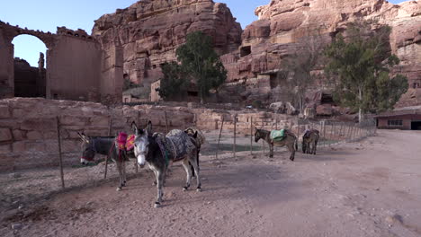 Eine-Gruppe-Von-Eseln,-Die-Ruhig-In-Der-Nähe-Des-Zauns-An-Einem-Historischen-Ort-In-Petra-Stehen