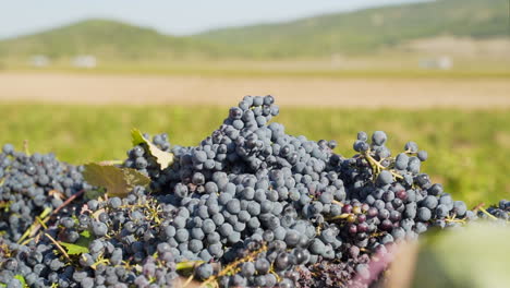 racimos de uvas rojas apiladas durante la cosecha, primer plano