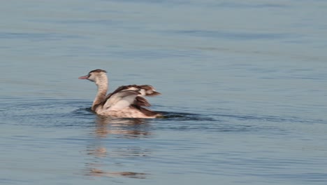 shaking its wings as it surfaces out of the water, great crested grebe podiceps cristatus bueng boraphet lake, nakhon sawan, thailand