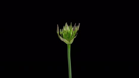 4k time lapse of blooming decorative garlic