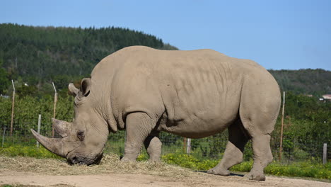 一隻犀牛在他的動物園,森林和藍天後面的泥土上吃草