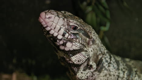 Tegu-Lengua-Lamer-En-Cámara-Lenta