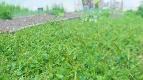 fresh green salad leaves sprouting in garden bed