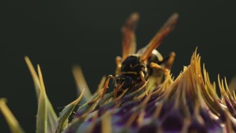 Close-up shot of a bee on a flower in nature