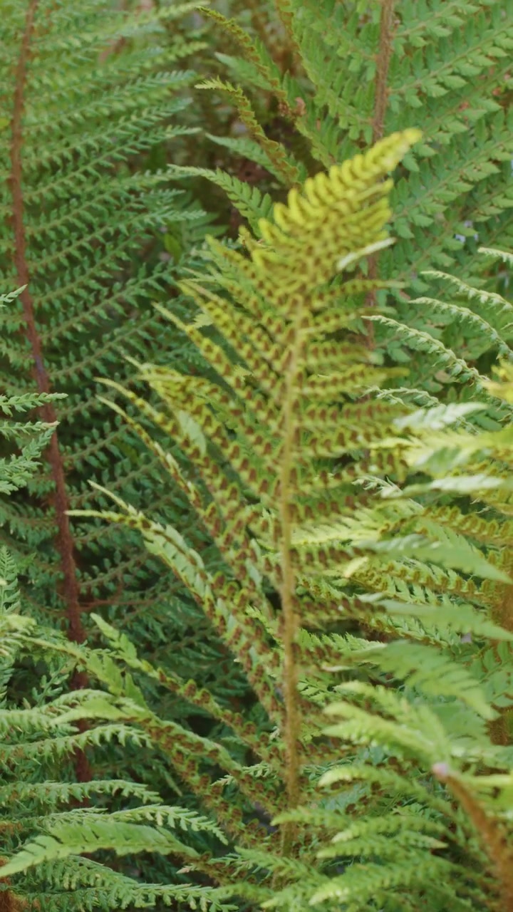 Frondose di felce aquilina si muovono in una leggera brezza, luce naturale, telecamera stabile, bosco verde lussureggiante.