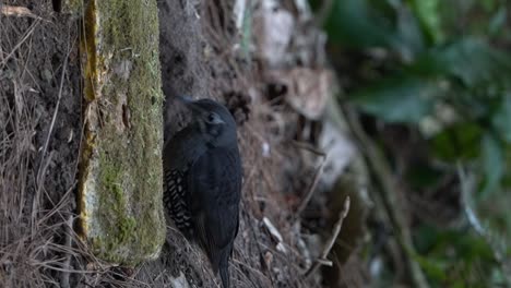 Die-Sundadrossel-Ist-Eine-Vogelart-Aus-Der-Familie-Der-Turdidae