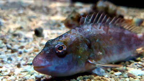 close-up of bass fish resting on sandy ocean floor