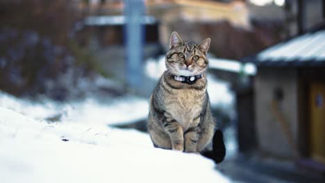 pretty and adorable cat is observing its surroundings with its curious green eyes and grey fluffy fur, close up with background blur on a lazy afternoon in the snow in winter