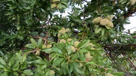 almond tree close up with fruit hanging