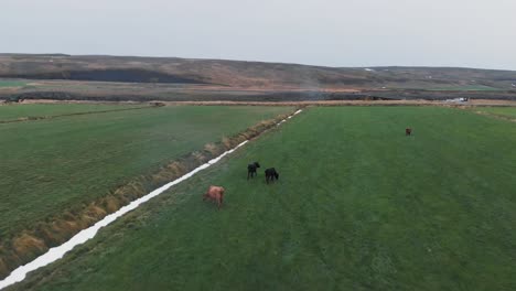 herd of cows grazing in a grass field by a snow-filled ditch, iceland