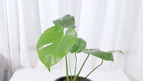 Plantas-De-Monstera-Hojas-Verdes-Tropicales-Exóticas-En-Una-Maceta-De-Flores-Sobre-La-Mesa-Para-La-Decoración-De-Ideas-Caseras-Con-Hojas-Verdes-Junto-A-Una-Cortina-Blanca-En-El-Fondo