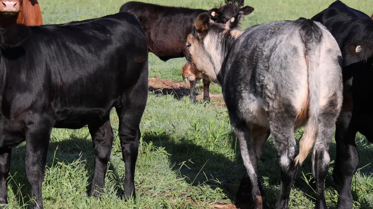 이 많은 목초지 에서 상호 작용 하는 소 들