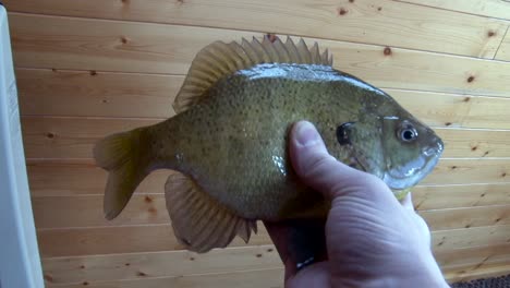 a man's hand gripping a bluegill fish - close up