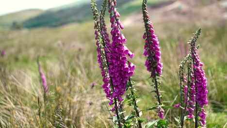 a purple foxglove in a green english countryside meadow