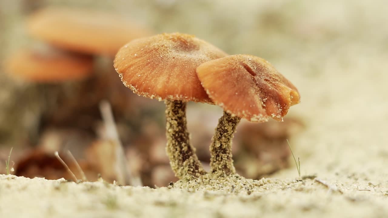 setas silvestres con moho encontradas en europa