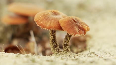 wild growing mushrooms with mold found in europe