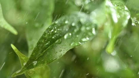 close up of raindrops in super slow motion. rain drips on the green leaves of the plant.
