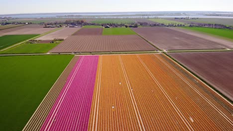 Vista-Aérea-De-Hileras-De-Tulipanes-De-Colores-Limpios-En-El-Campo