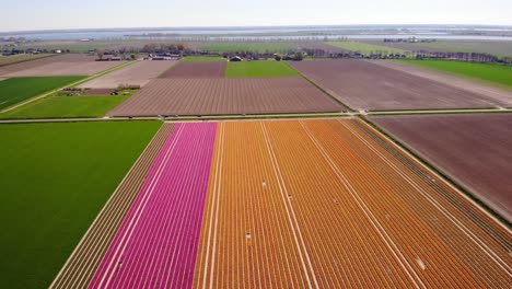vista aérea de hileras de tulipanes de colores limpios en el campo