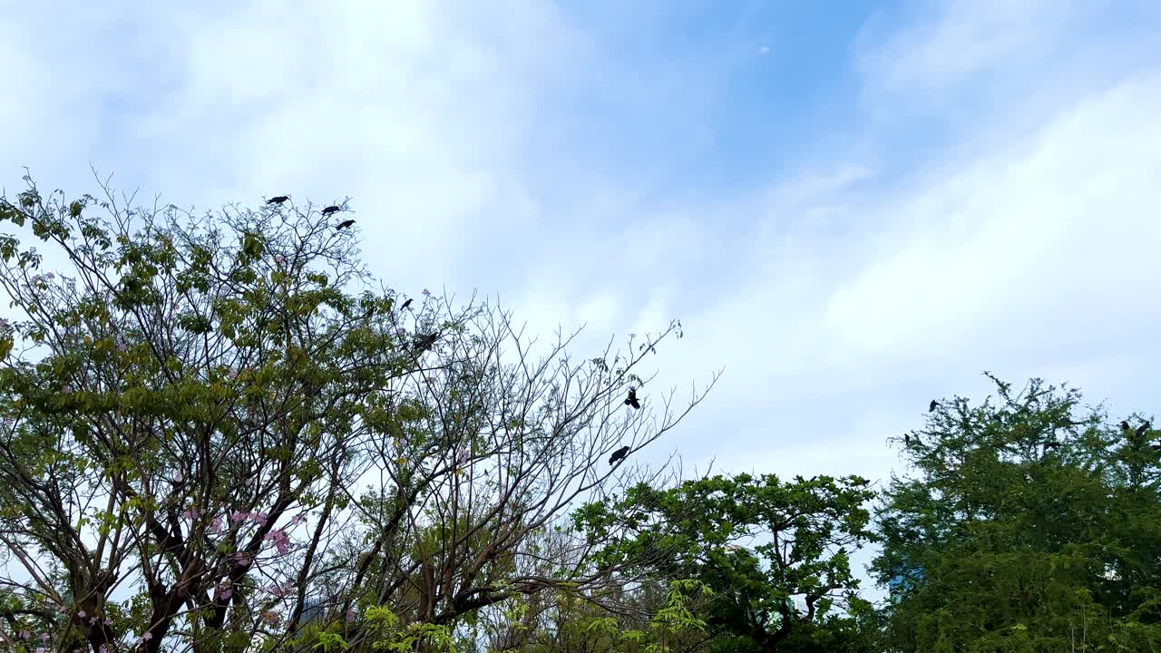 Crows soar above lush trees in Benjakitti Park, Bangkok. Clear skies and natural lighting create a serene atmosphere