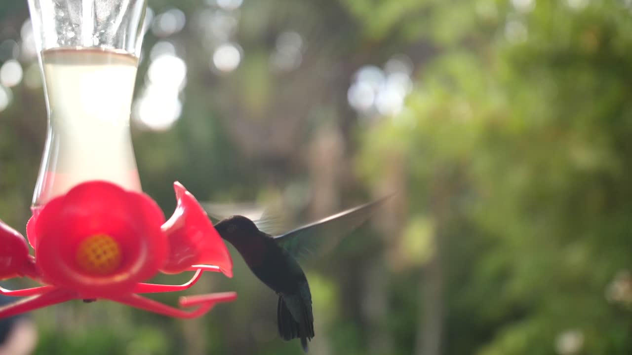 colibrí volando y comiendo néctar en cámara lenta