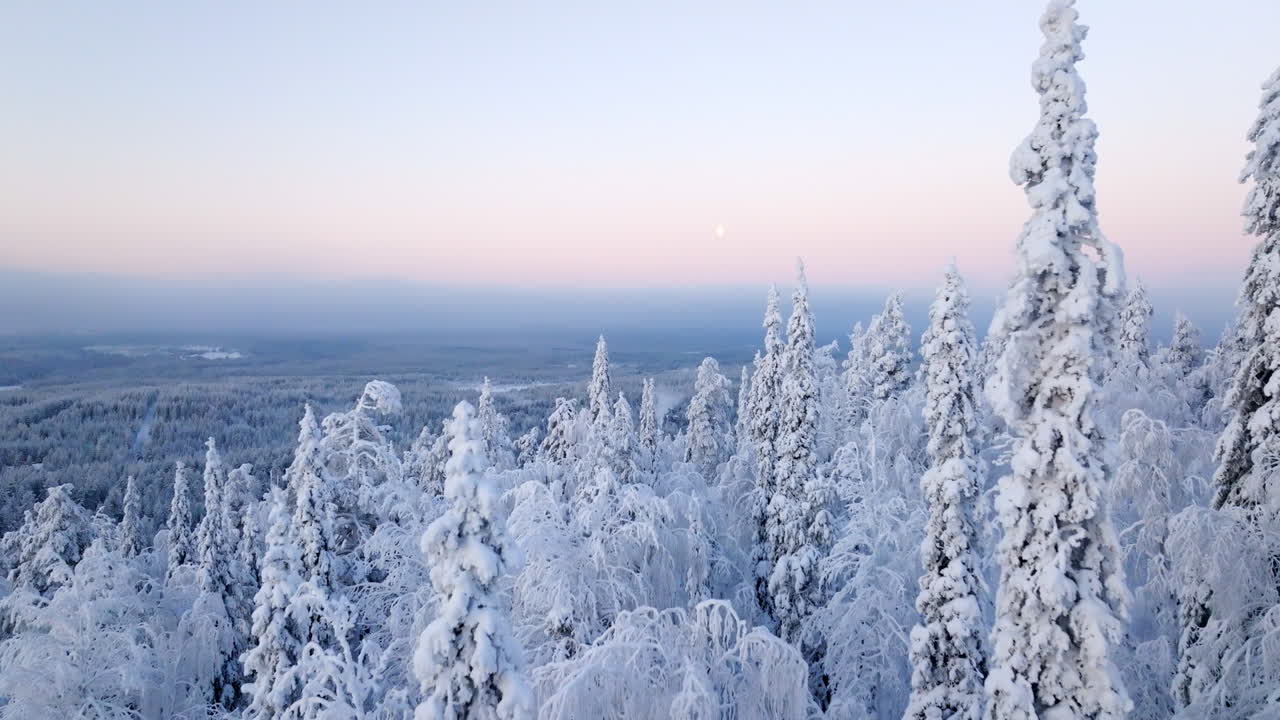 Luftfoto af en snedækket skov om vinteren