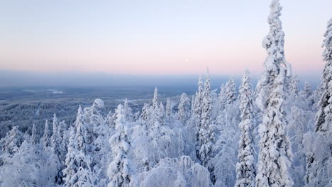 aerial view of a snow covered forest in winter