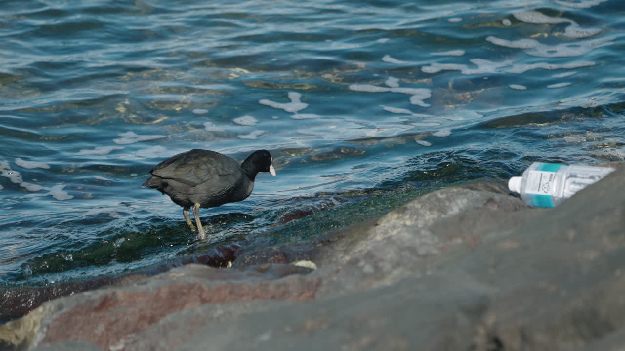 una toma de seguimiento y cámara lenta de una focha euroasiática en busca de comida en el rompeolas junto a una botella de agua de plástico