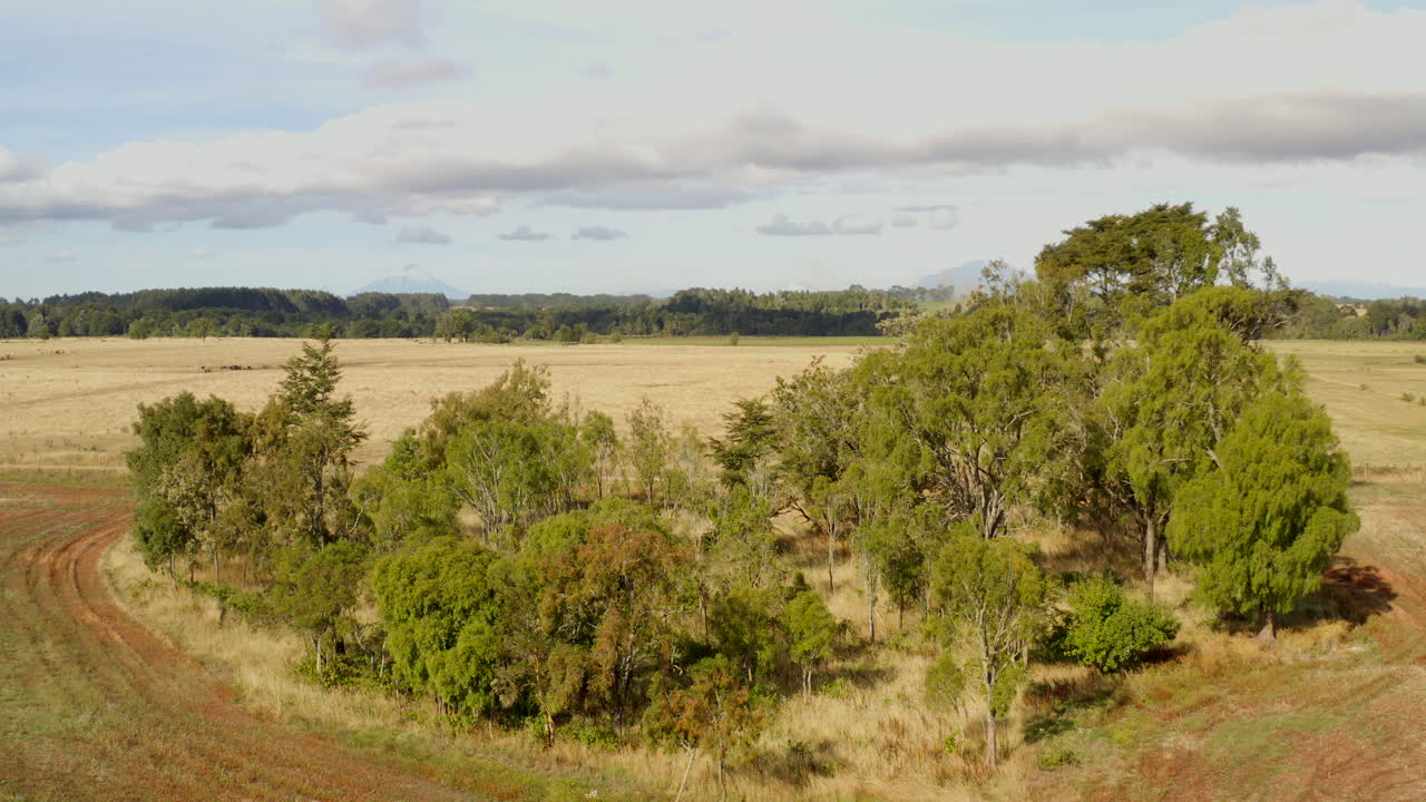 роща на красивом поле в южном чили, вулканы на заднем плане, в солнечный и жаркий день