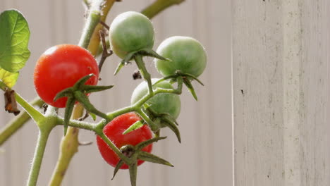 Kirschtomaten-Auf-Pflanze-Mit-Holzhintergrund,-Statisch,-Nahaufnahme