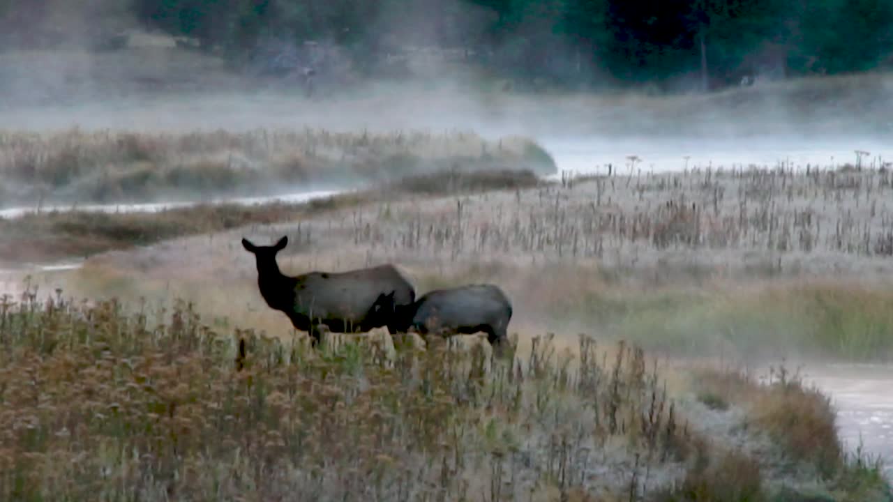 An Elk cow and her calve graze in a misty meadow near a river at sunrise in Yellowstone National Park