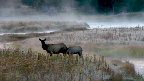 An-Elk-cow-and-her-calve-graze-in-a-misty-meadow-near-a-river-at-sunrise-in-Yellowstone-National-Park