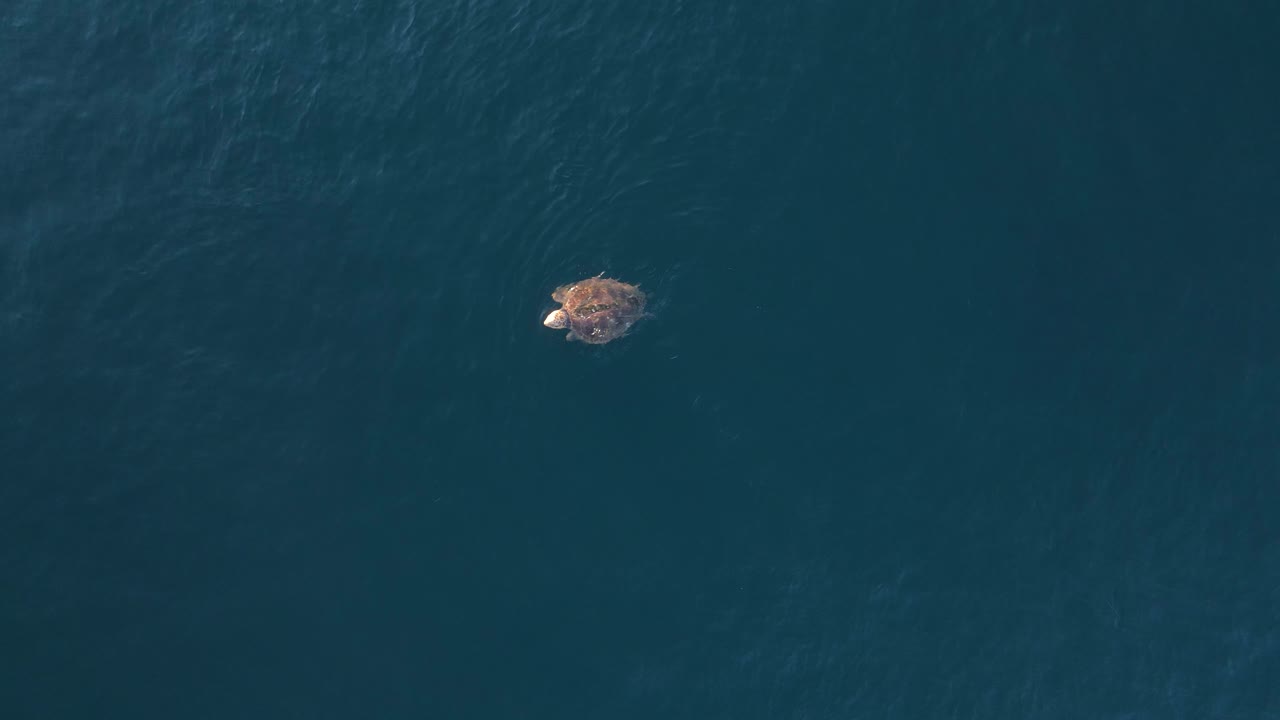 큰 바다거북은 물속으로 돌아오기 전에 공기를 흡입하면서 바다 표면에서 천천히 움직입니다.