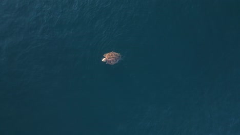 una gran tortuga marina se mueve lentamente sobre la superficie del océano mientras toma aire antes de regresar bajo el agua