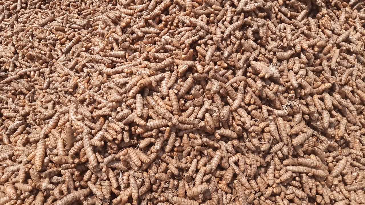 갓 뽑은 심황에 가까이