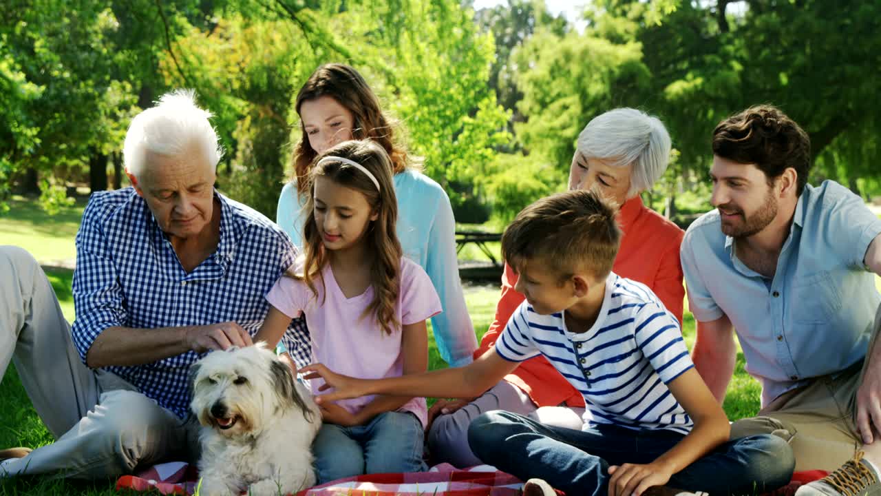 여러 세대의 가족들이 공원에서 개와 함께 놀고 있습니다.