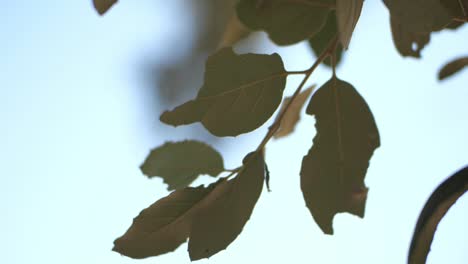 delicate green leaves in depth of field. slow-motion