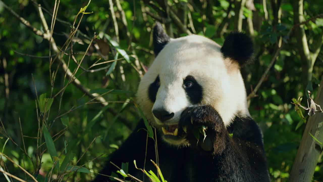 Panda velká žeroucí bambusové listy – Chengdu Panda Base v Číně. – detailní záběr